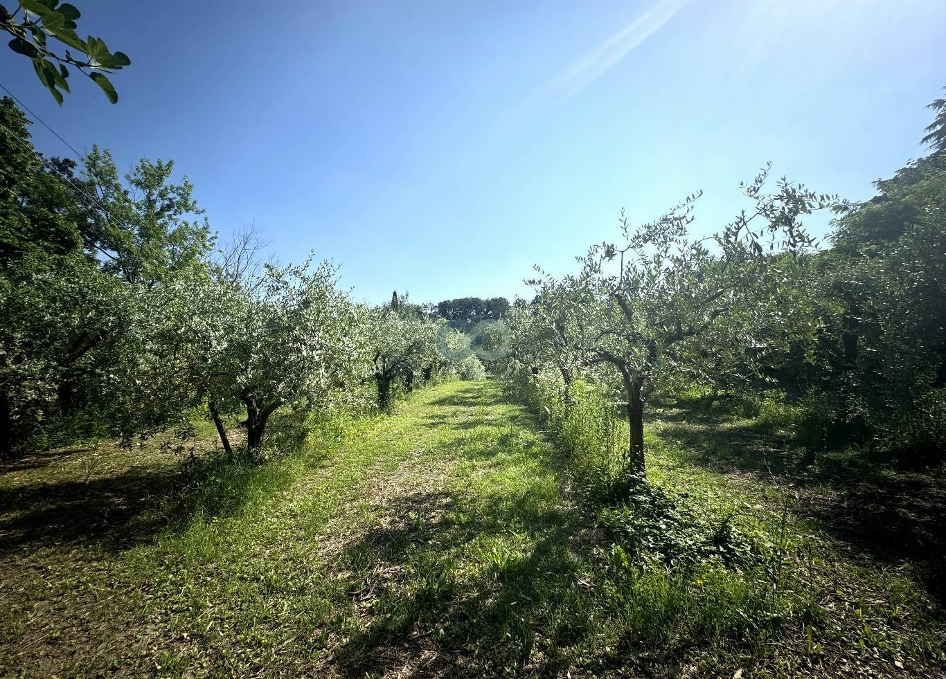 AFFASCINANTE CASOLARE DI CAMPAGNA CON CAMPO DI ULIVI 6