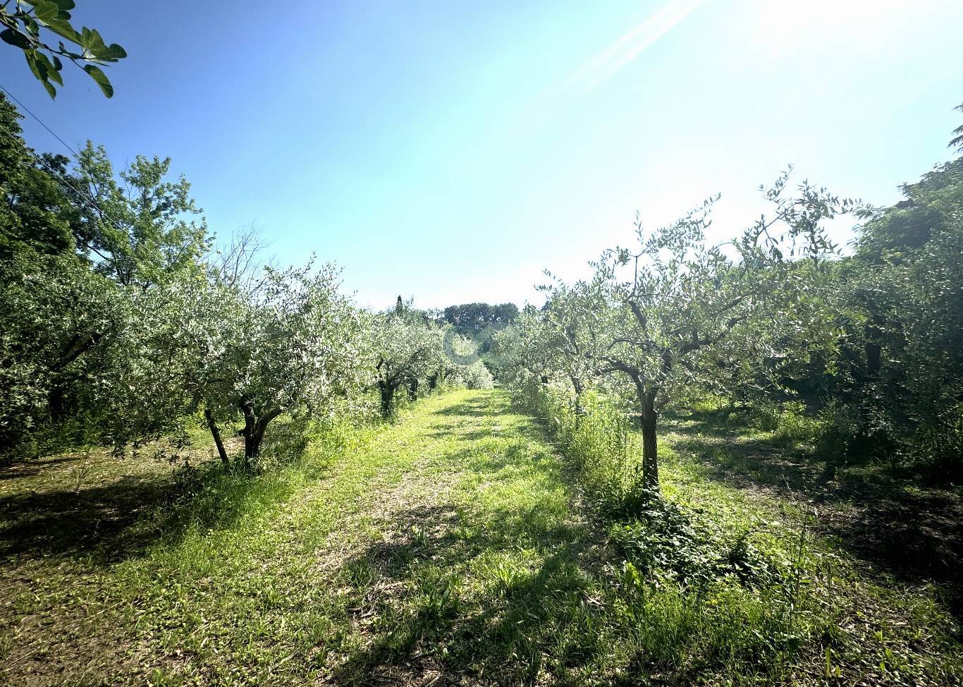 RUSTICO con TERRENO 10